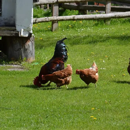 Scheibenhof ファームステイ