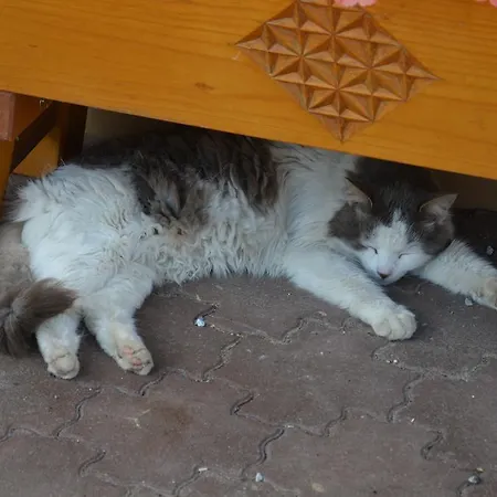 Scheibenhof Alojamento de Turismo Rural Bad Gastein