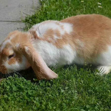 Scheibenhof Alojamento de Turismo Rural