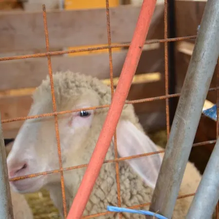 Scheibenhof Farmház *