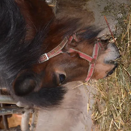 Alojamento de Turismo Rural Scheibenhof Bad Gastein