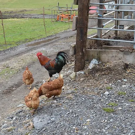 Farm stay Scheibenhof