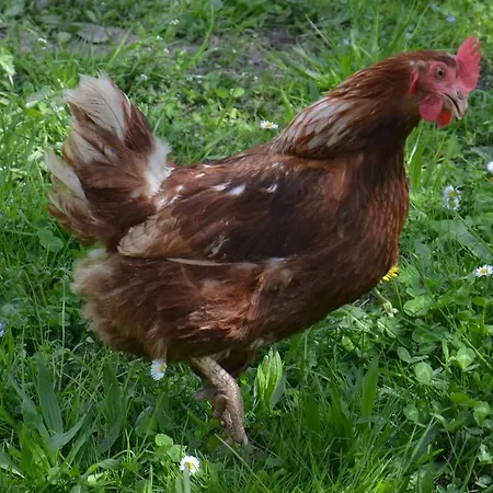 Scheibenhof